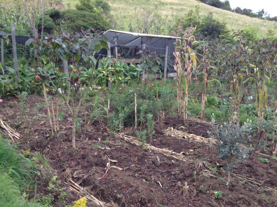 Campesino orchard in the Department of Nariño. Photographer: Ana Prada.